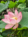 娇艳盛开的粉色荷花
