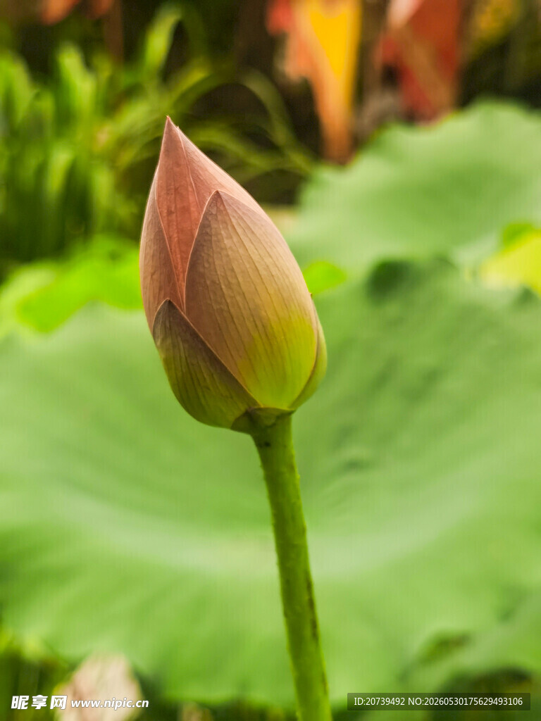 含苞待放的荷花