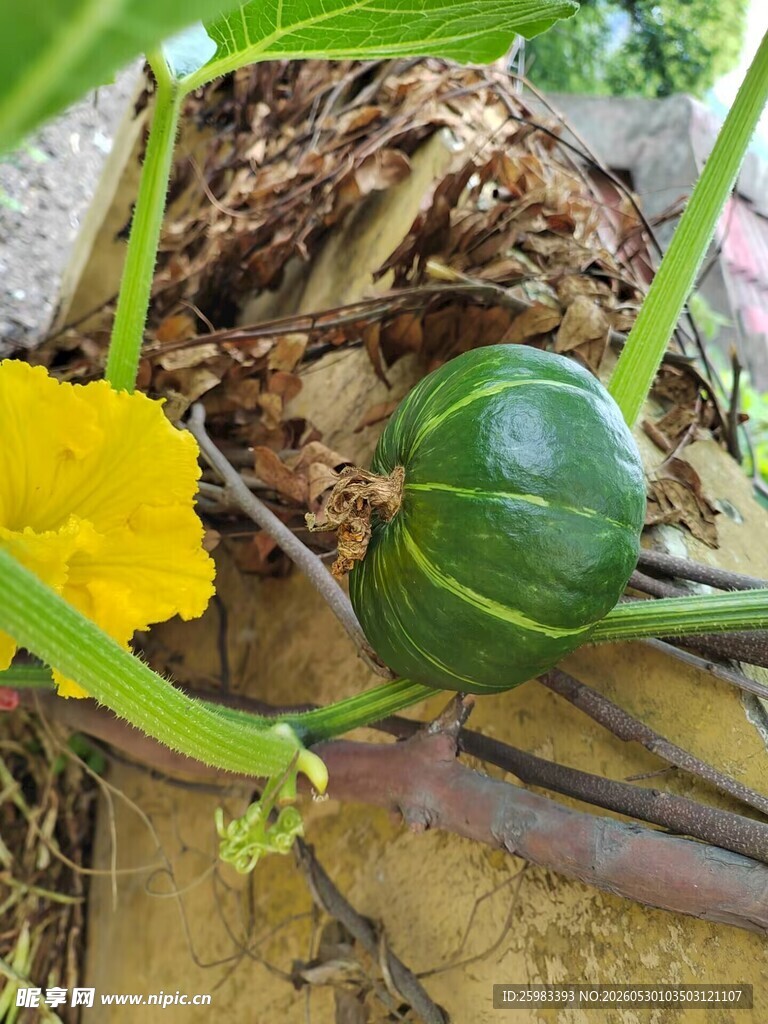 南瓜栽培