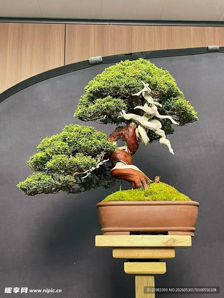 盆景