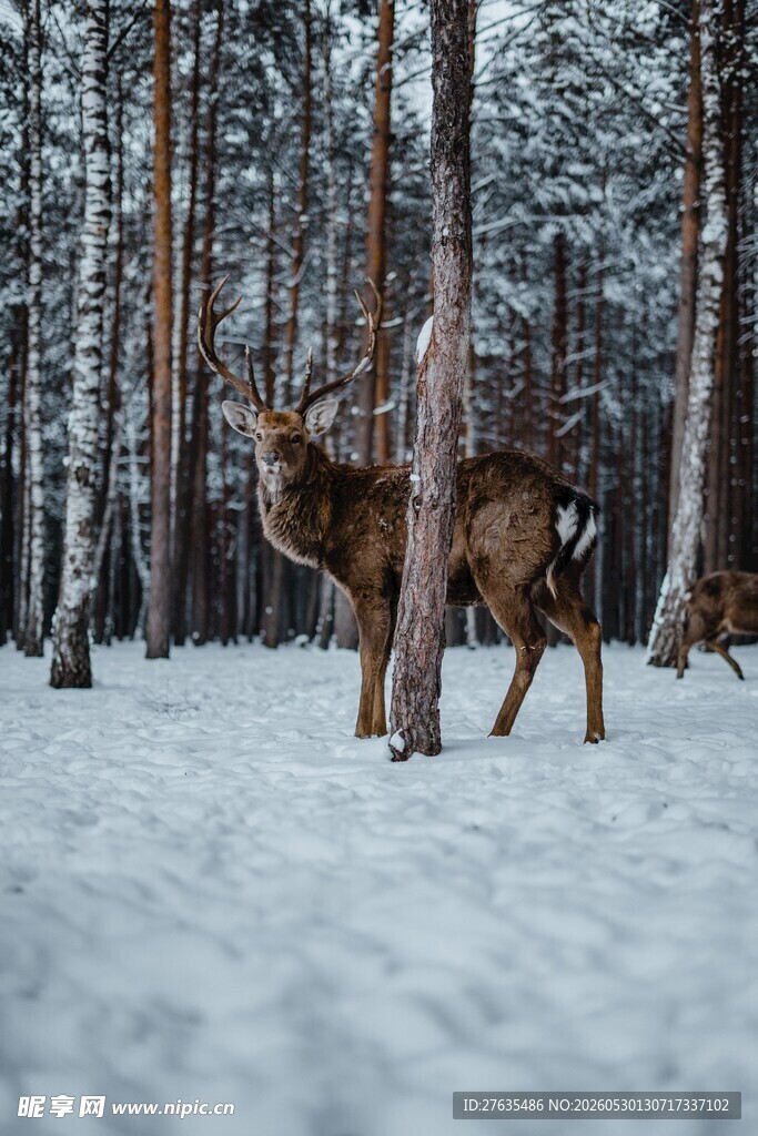 雪地中站立的一只驯鹿