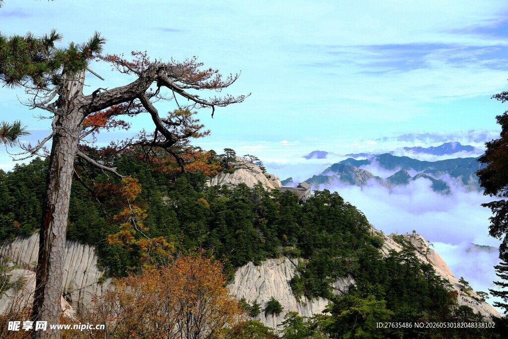 山巅松树云海壮美景观