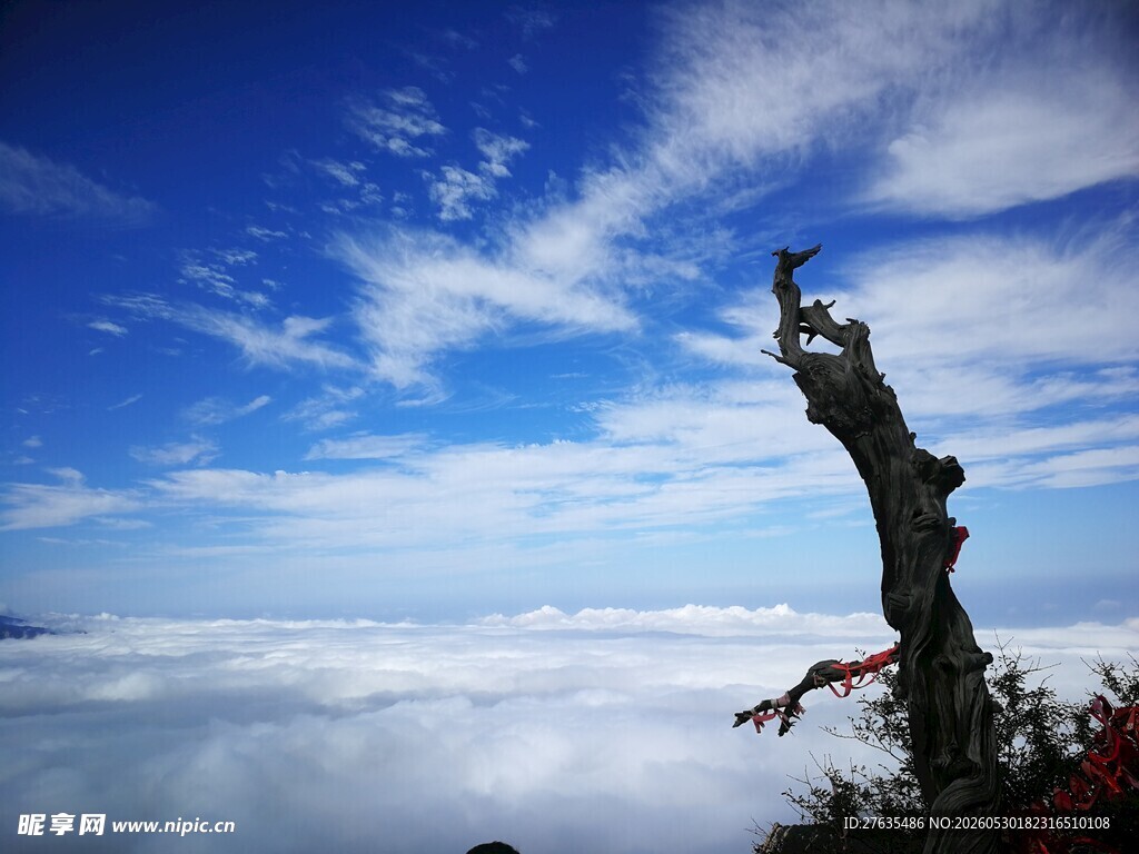 云海中挺立的枯木