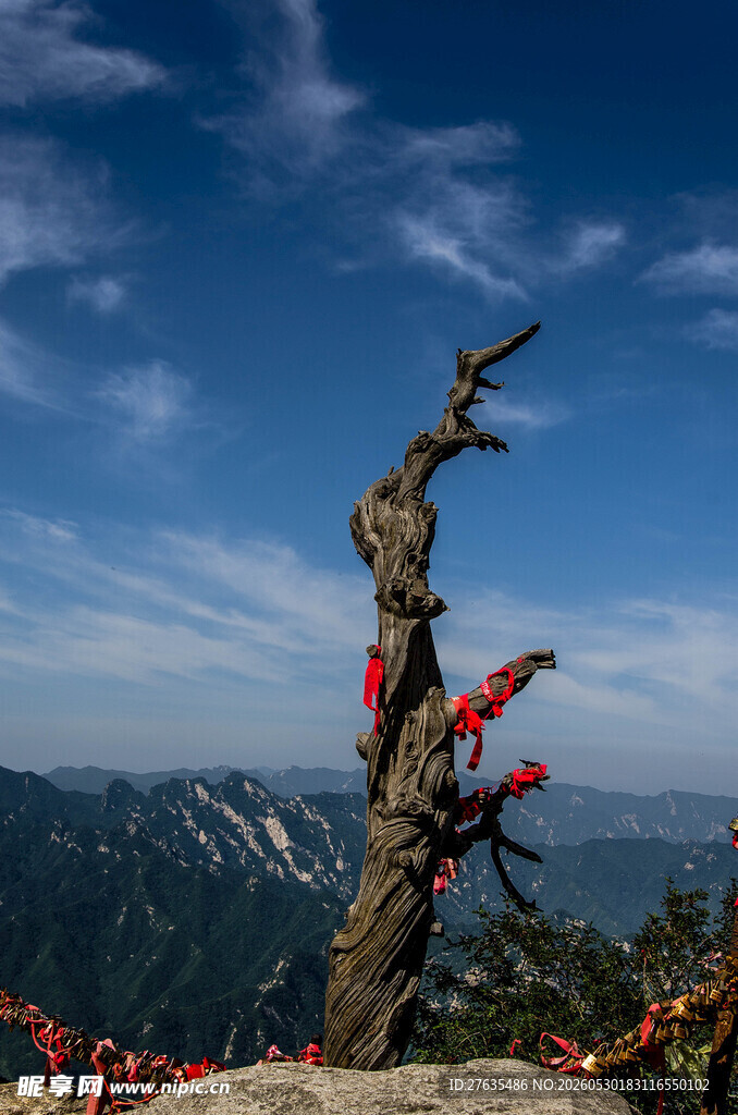 山顶枯树立红绸映蓝天