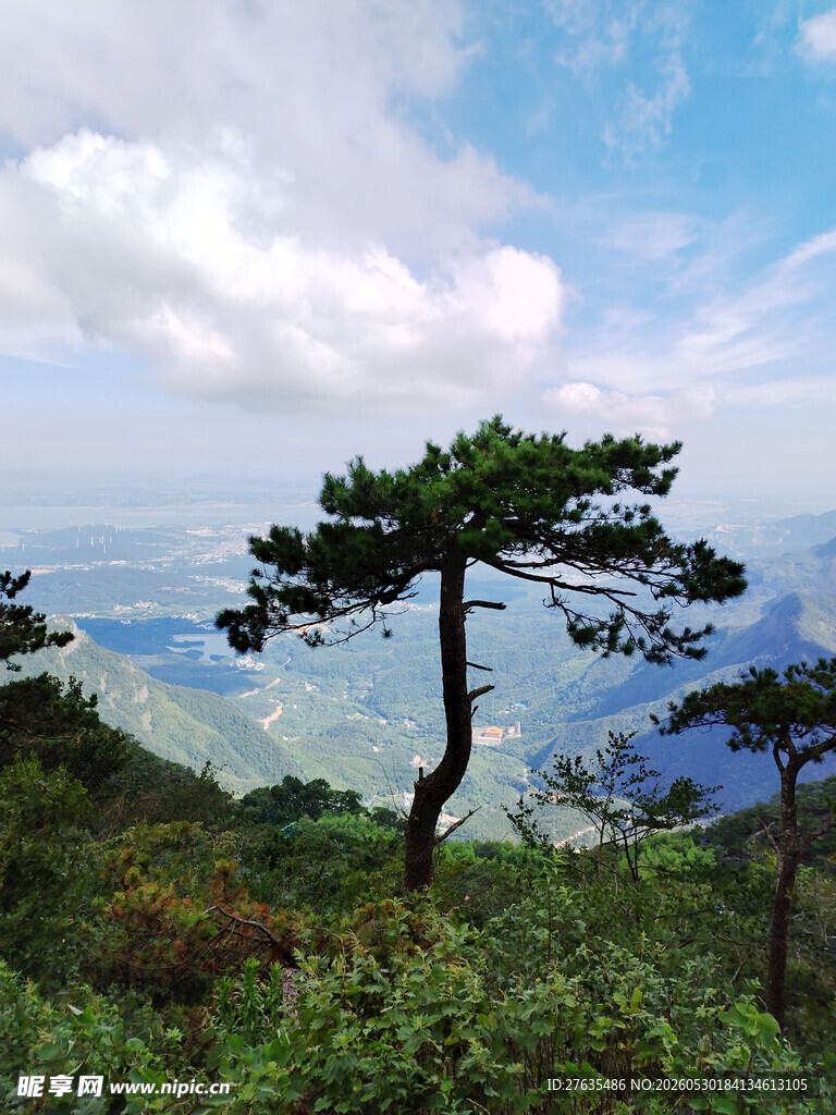 山巅孤松览壮阔自然美景