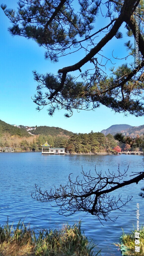 湖畔美景枝头探景