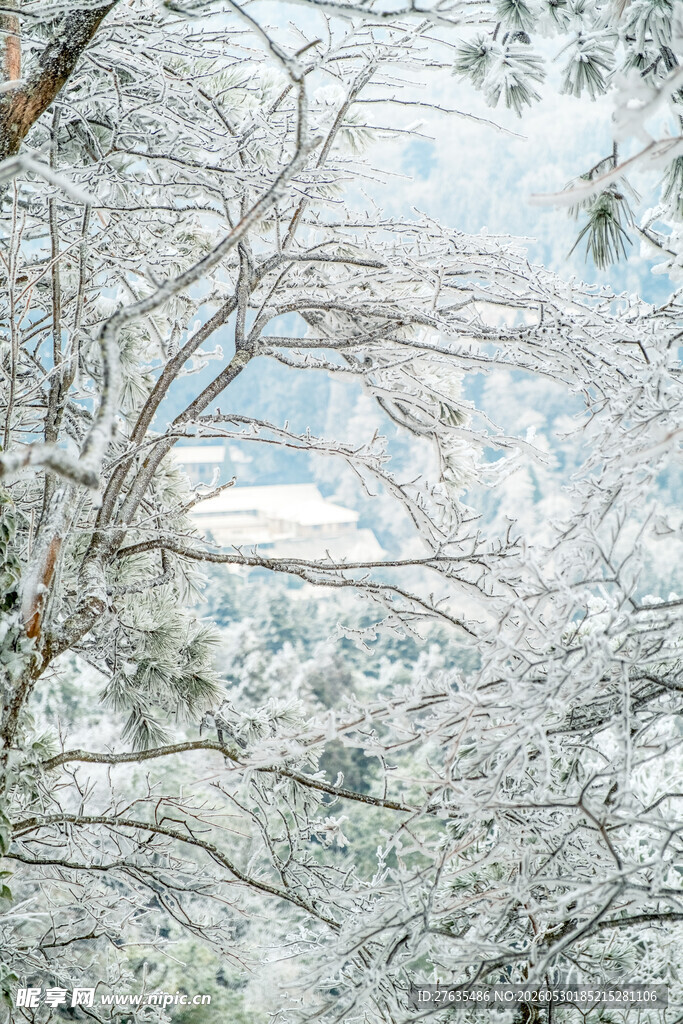 雪覆树林冬日静谧美景