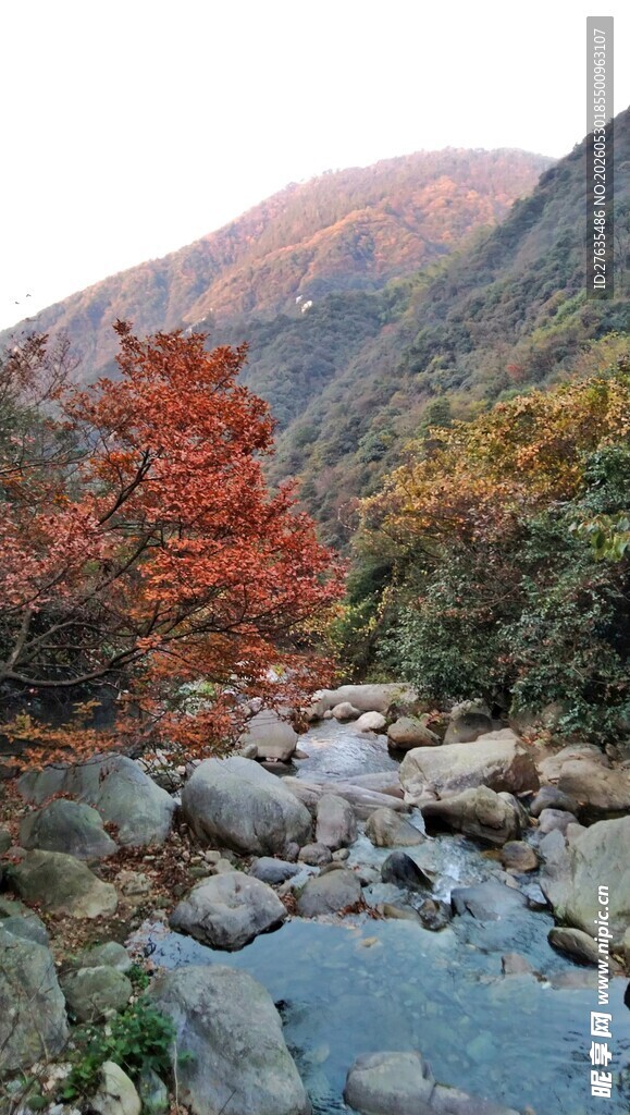 秋日山间溪流红叶美景