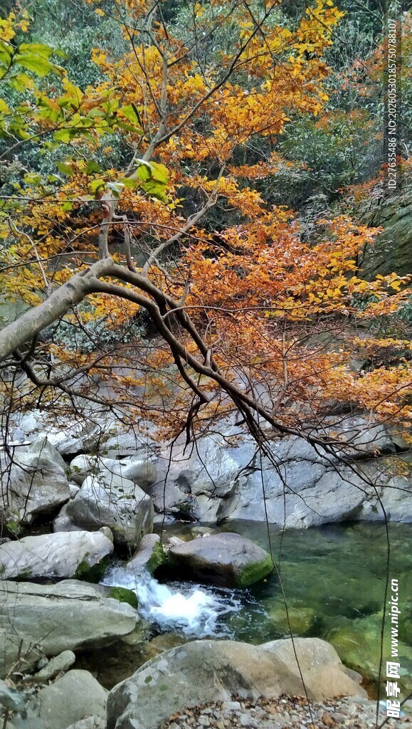 秋日溪边枯树与斑斓景致