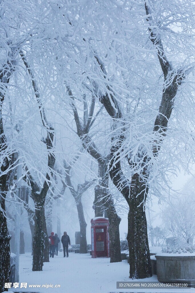 雪覆树木的静谧冬日小道