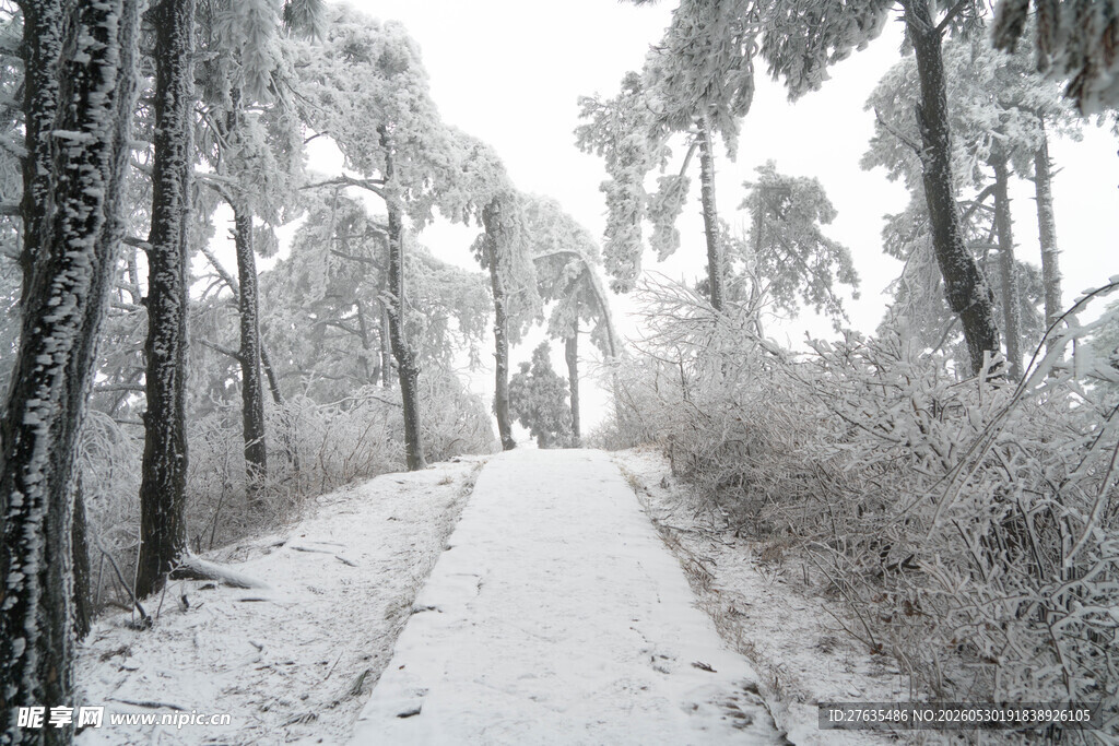 雪覆林间小道静谧冬景