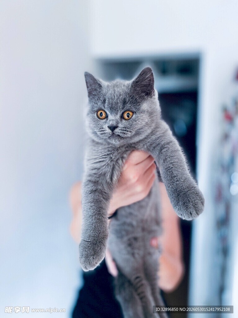 被捧起的可爱灰毛小猫