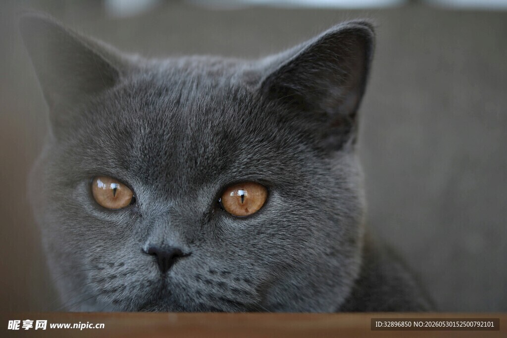 蓝猫凝视