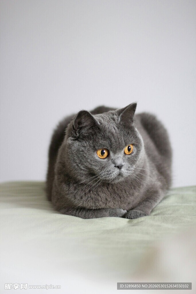灰色猫咪慵懒趴卧