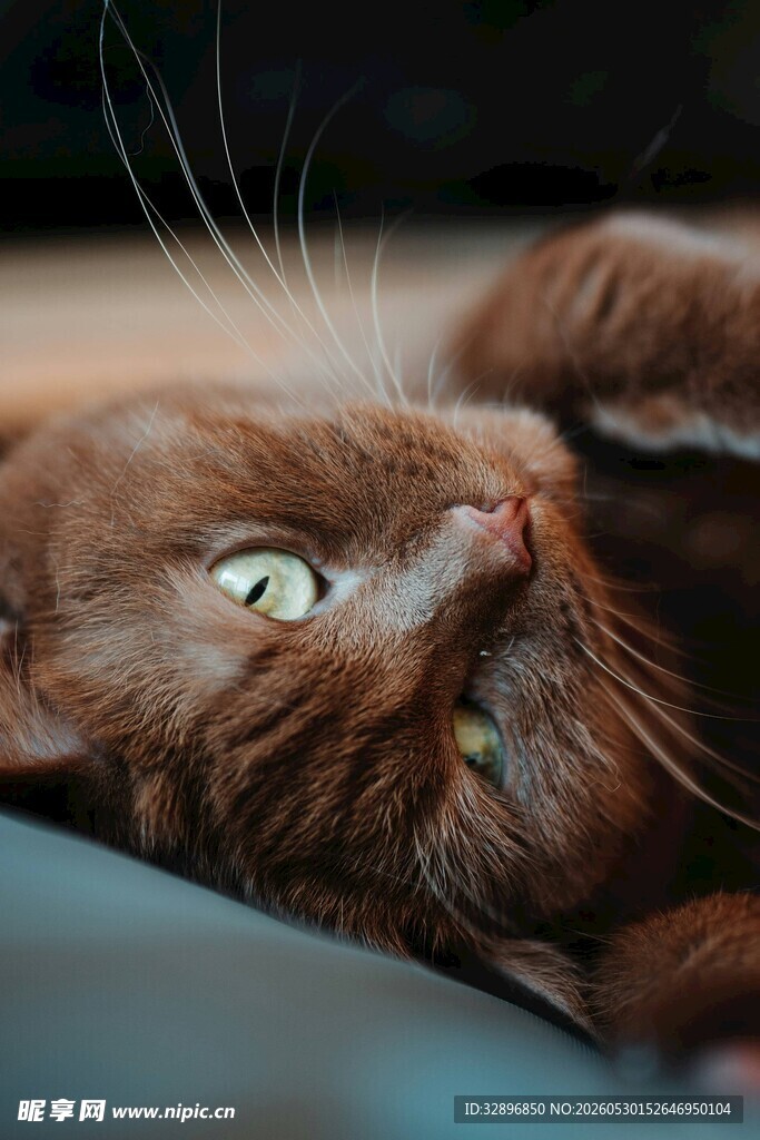 仰头凝视的可爱棕色猫咪