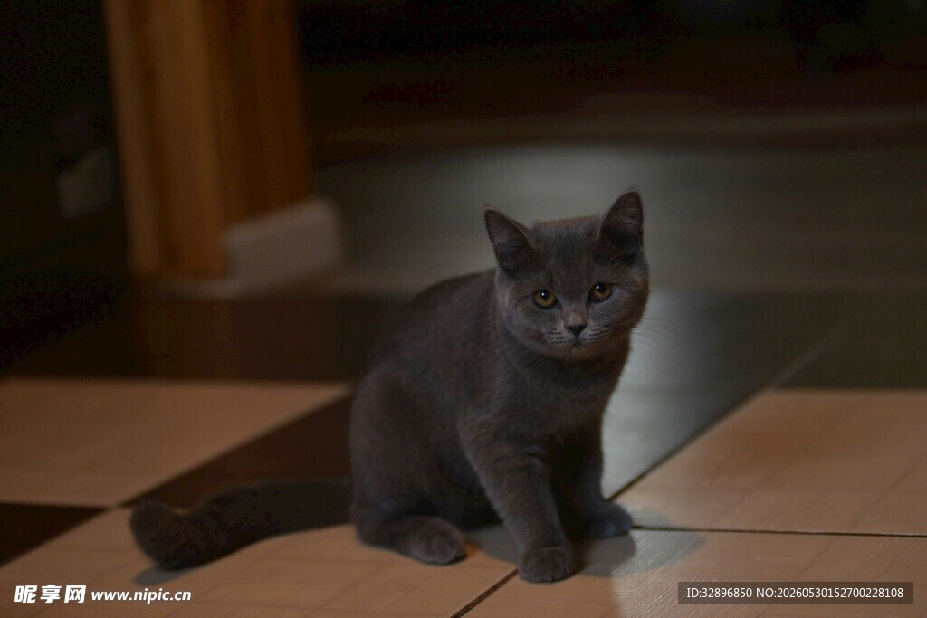 灰色小猫安静坐于地板