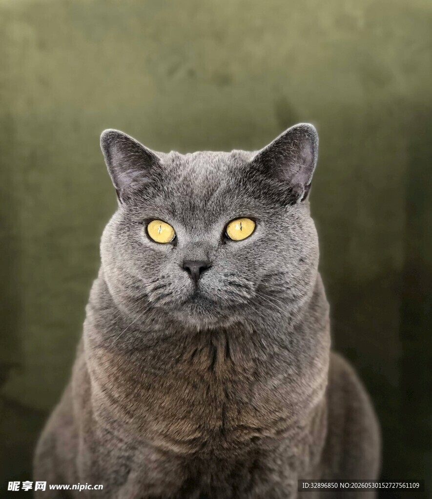 灰猫凝视镜头