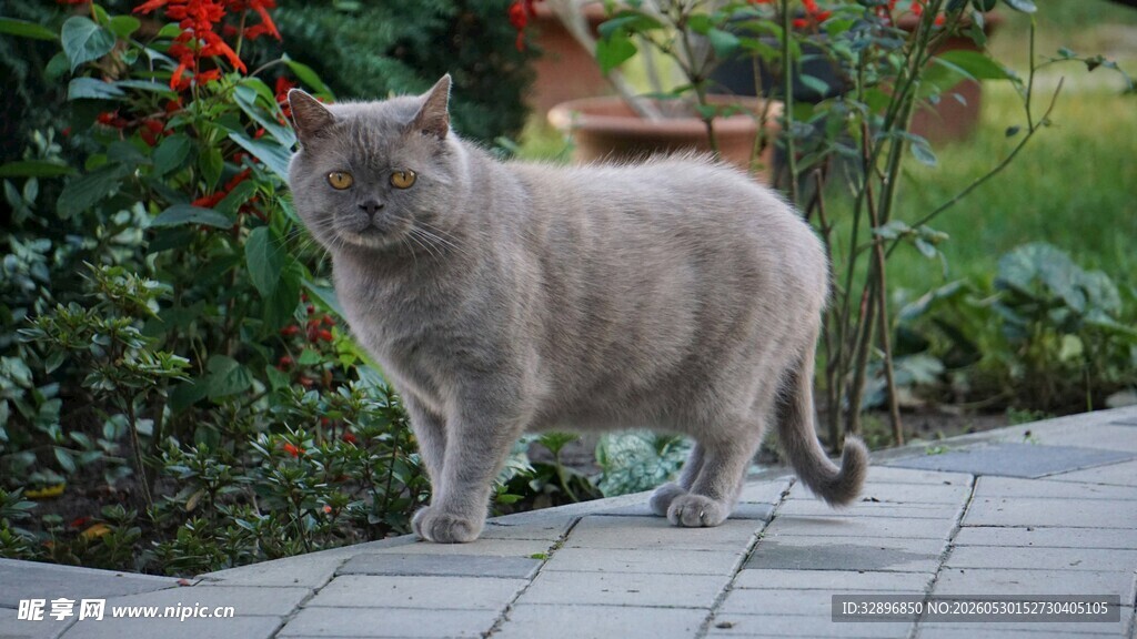 庭院中的灰猫