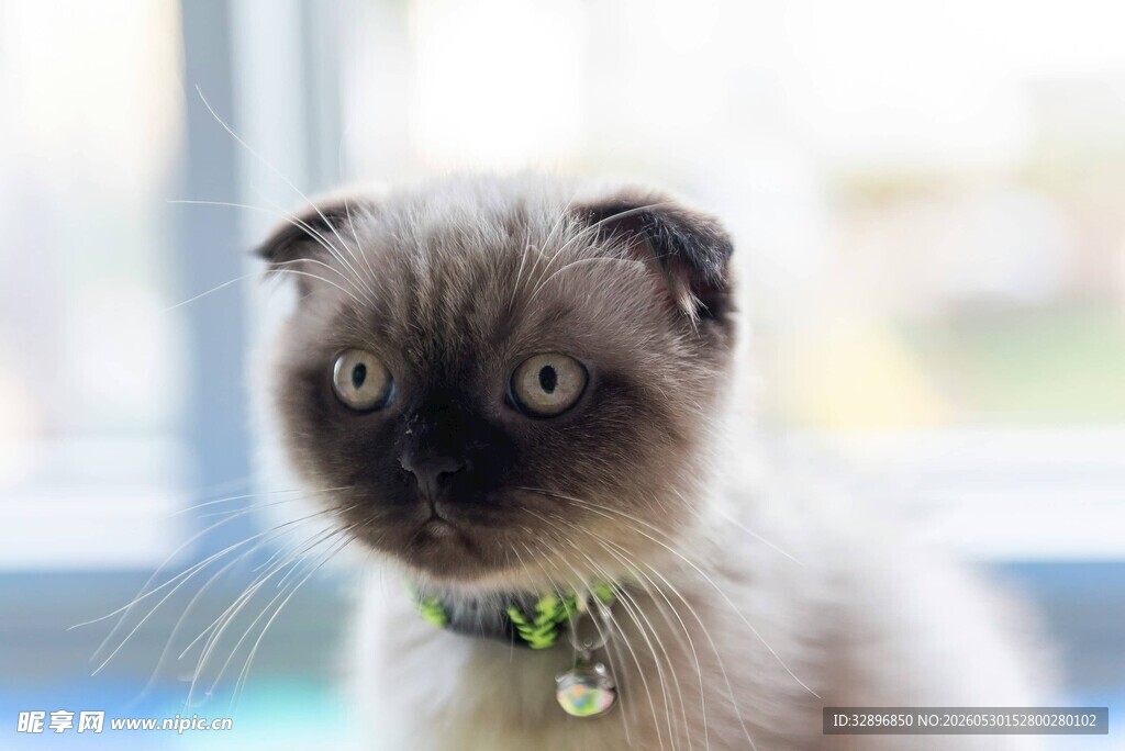 可爱折耳猫佩戴铃铛