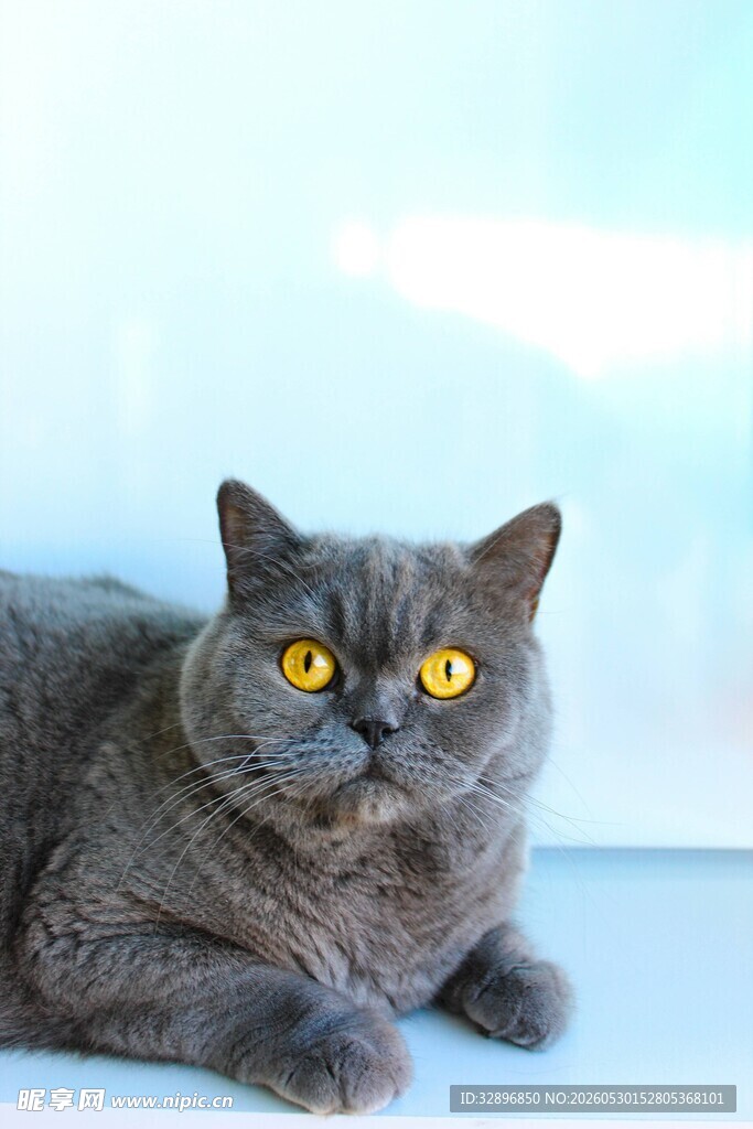 趴着的灰毛猫咪