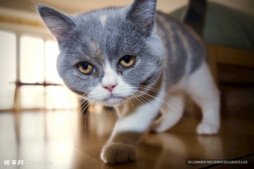 灰白英短猫咪迈步瞬间