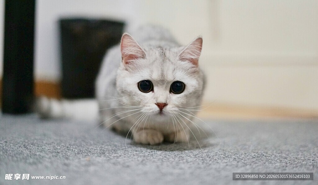 可爱银渐层猫咪伏地萌态