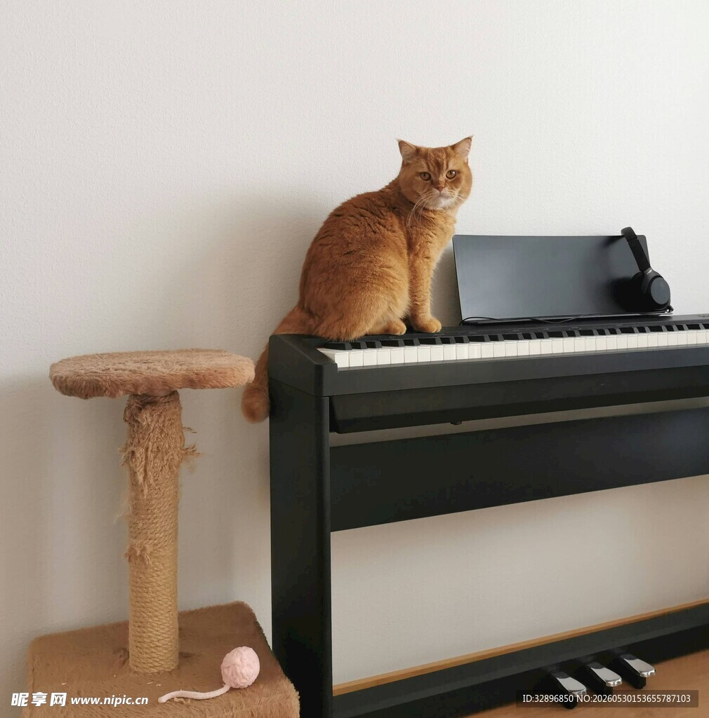 橘猫端坐于电子琴上