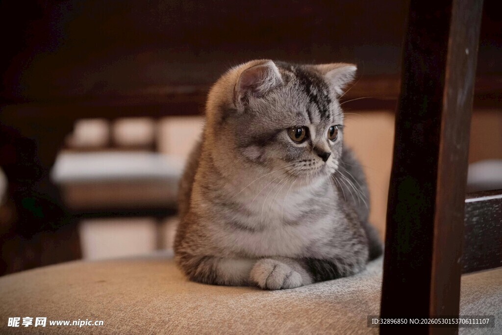 慵懒猫咪惬意趴坐