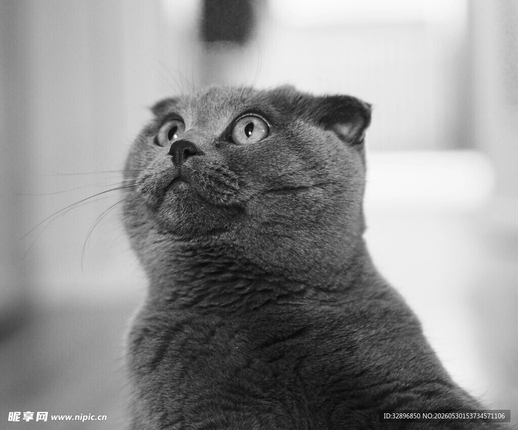 仰望的灰猫