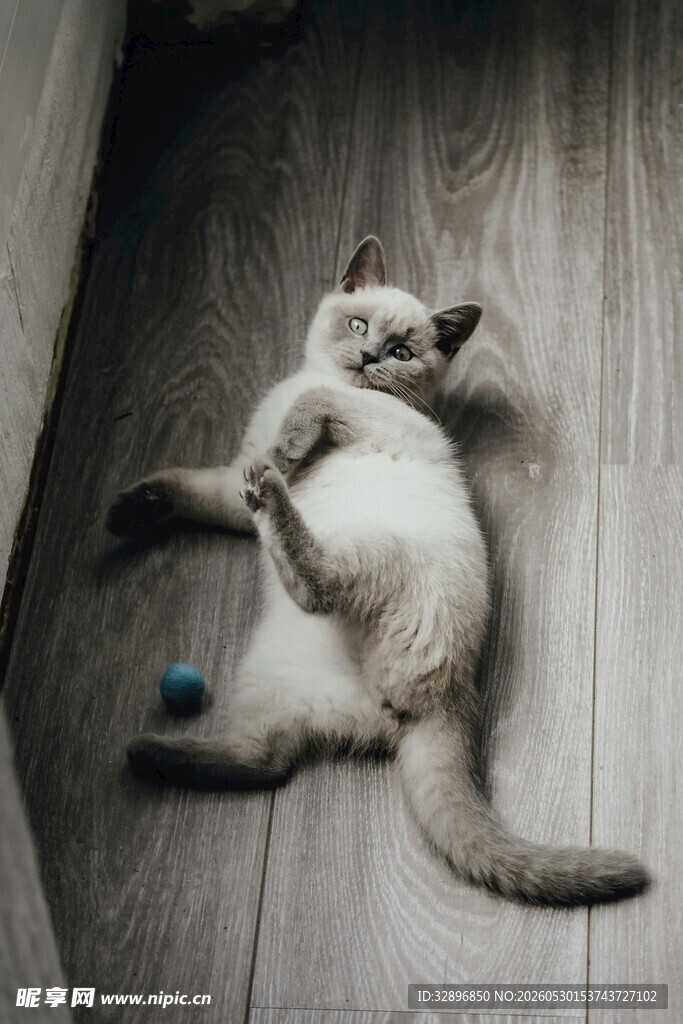 躺地玩耍的可爱猫咪