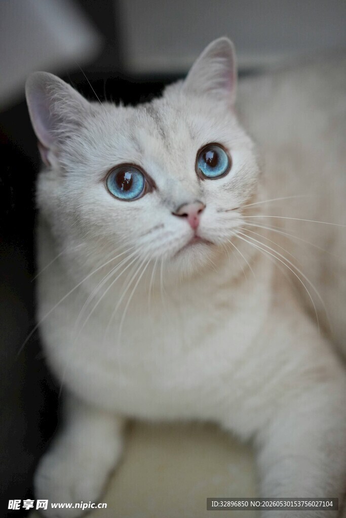 蓝眼白猫优雅可爱瞬间