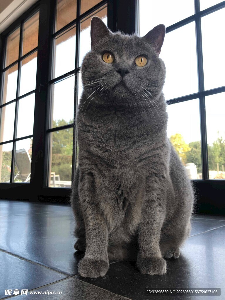 灰猫端坐于室内地板