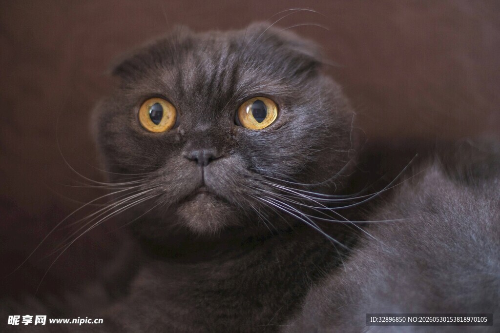 可爱黑折耳猫凝视瞬间