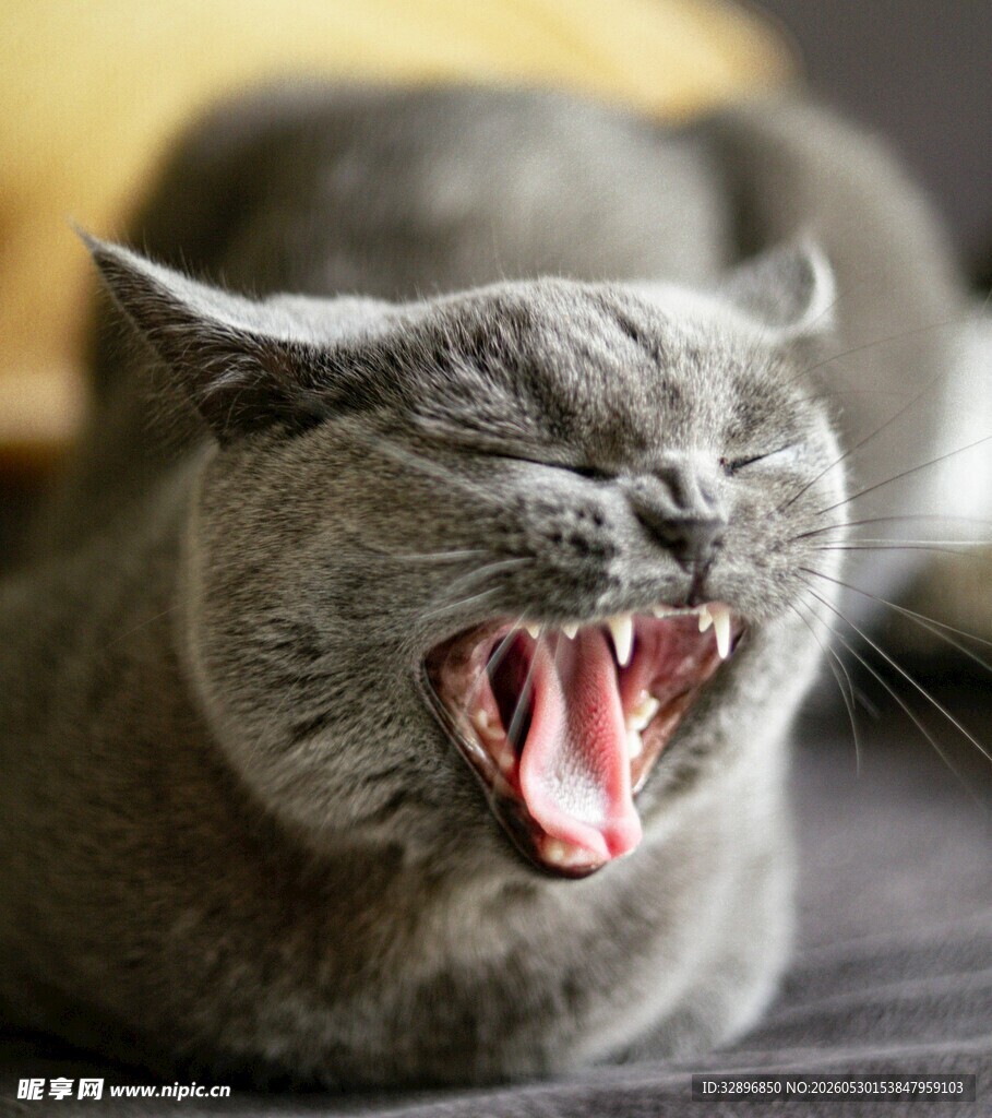 张嘴露齿的灰色猫咪