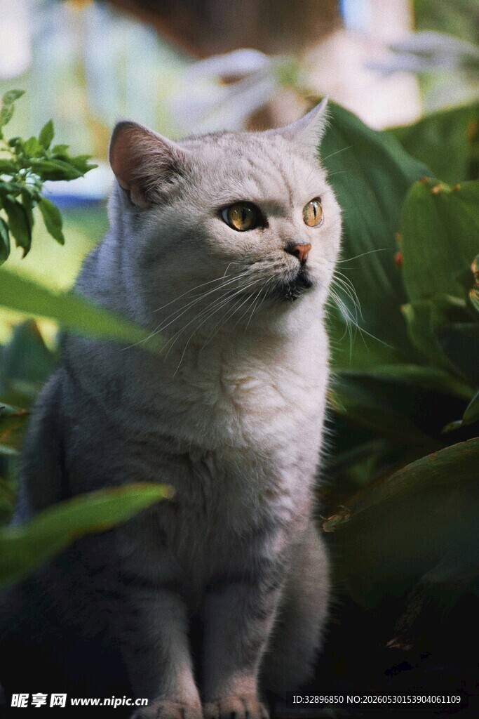 灰猫静坐在绿植间