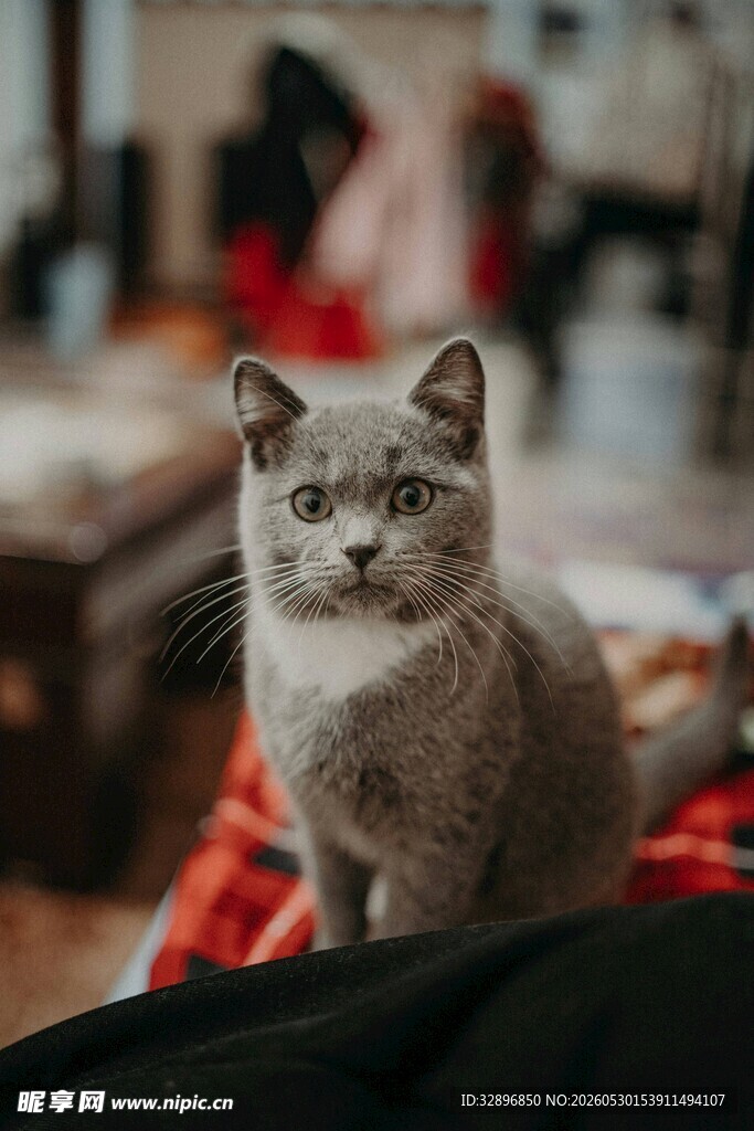 可爱灰猫端坐柔软织物上