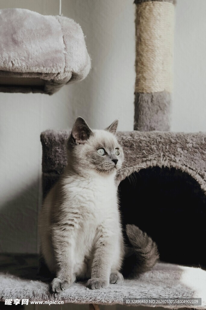 可爱猫咪坐于猫窝旁