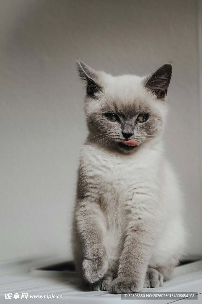 可爱小猫咪惬意姿态