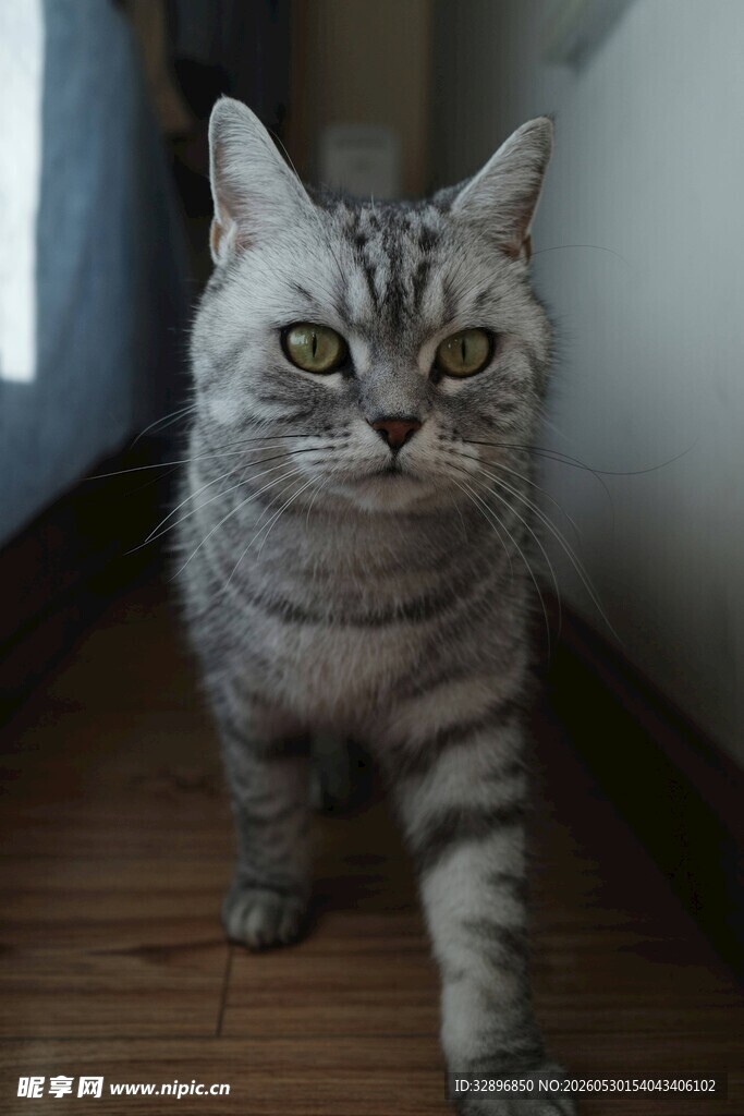 萌态十足的灰条纹猫咪