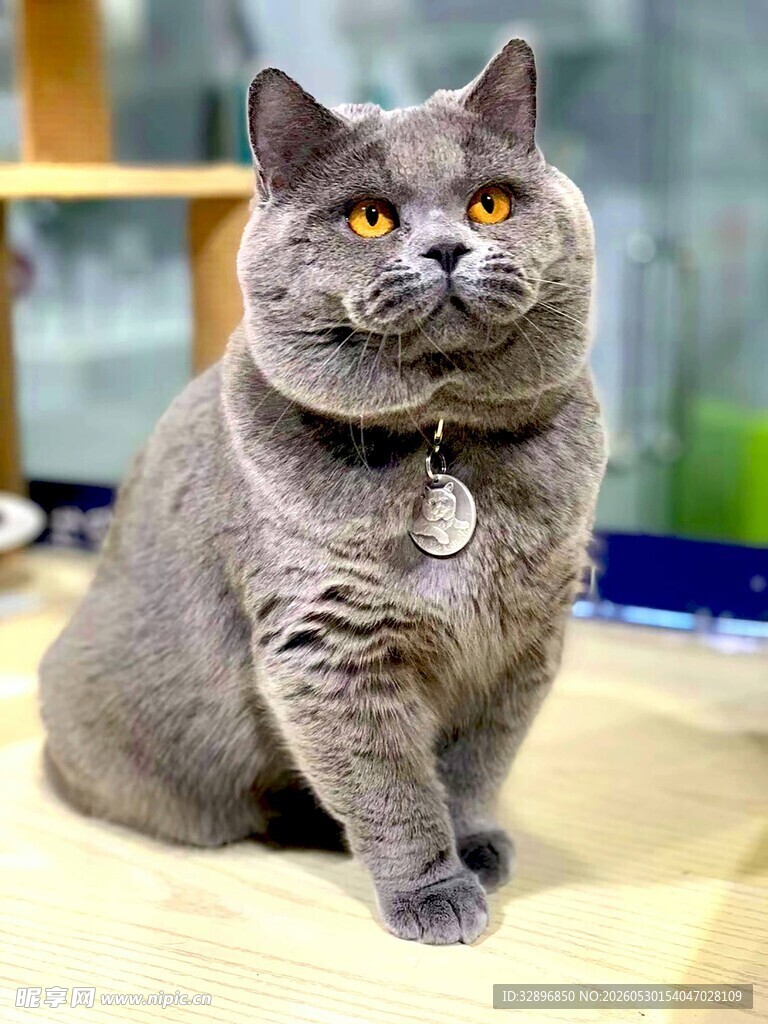 灰蓝猫咪端坐