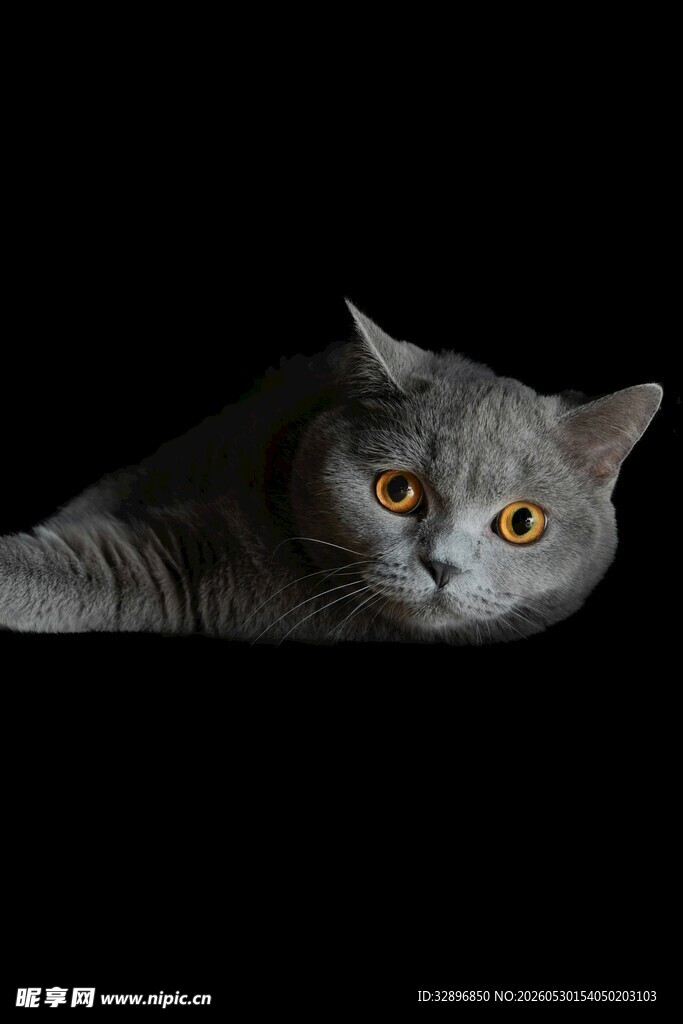 灰猫探头张望