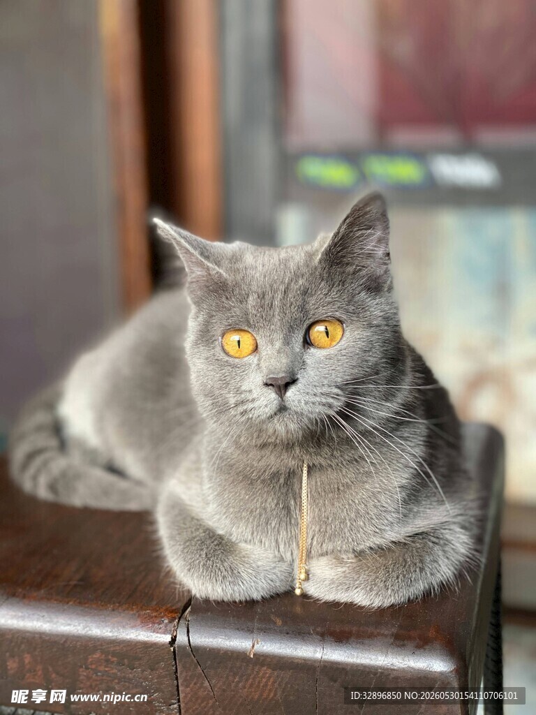 灰色猫咪趴坐姿态特写