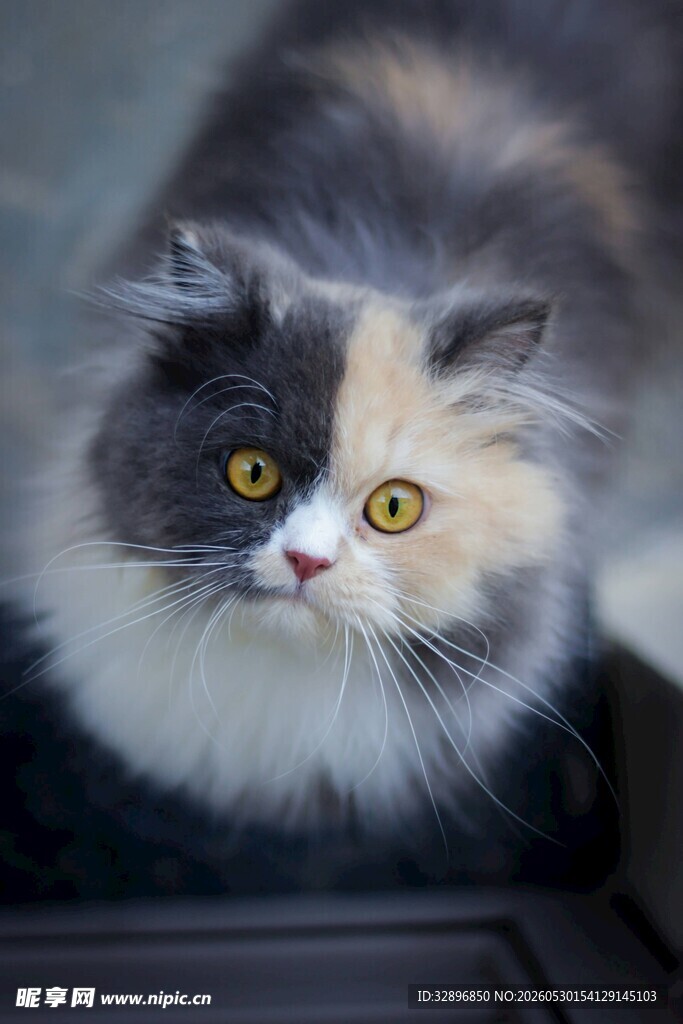 三色萌猫特写