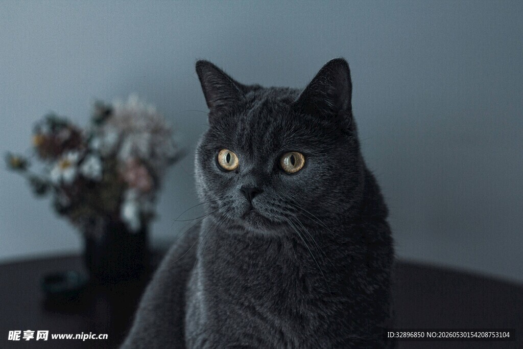 灰猫凝视