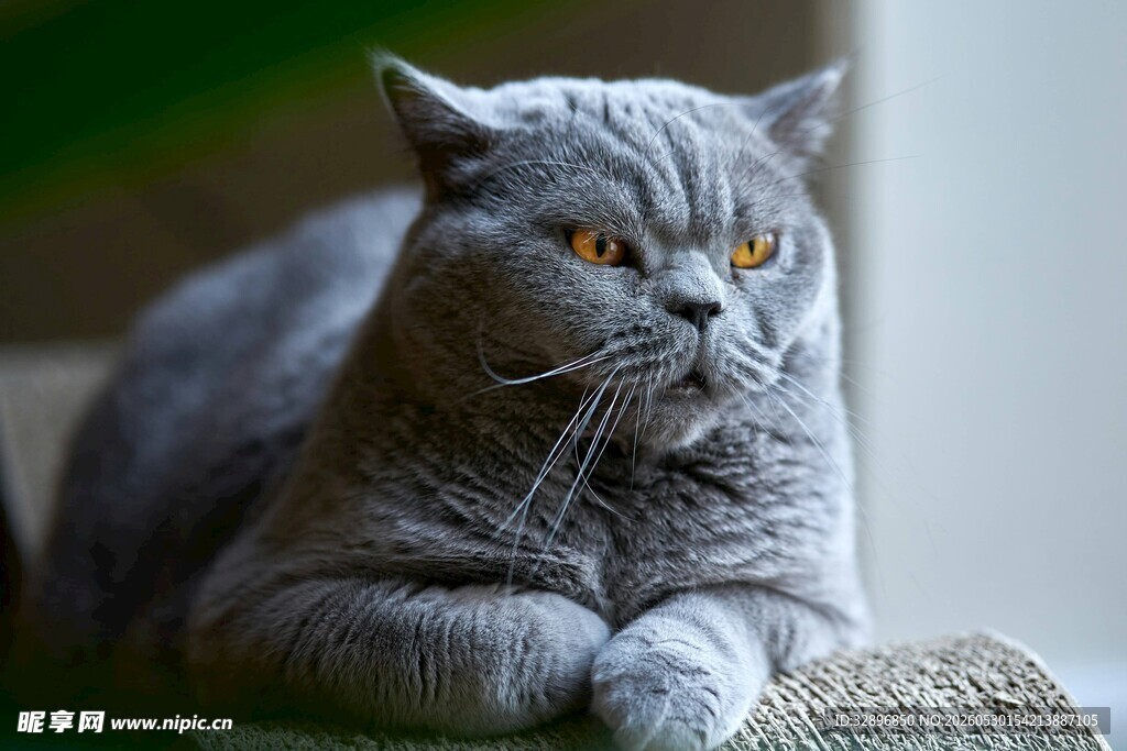 慵懒蓝猫趴卧姿态迷人