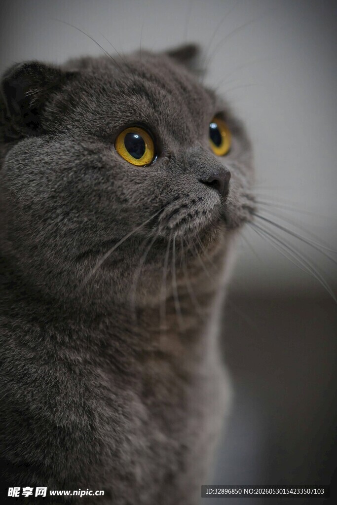 灰蓝猫咪抬头凝望瞬间