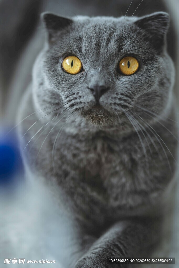 灰色英短猫的凝视