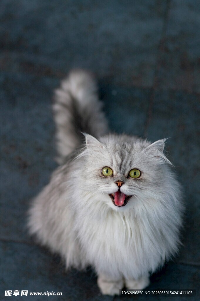 长毛猫张嘴露舌超可爱