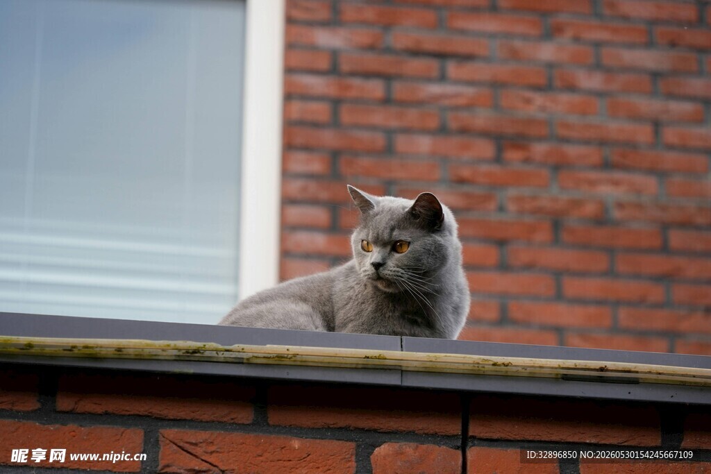 窗台上的猫咪