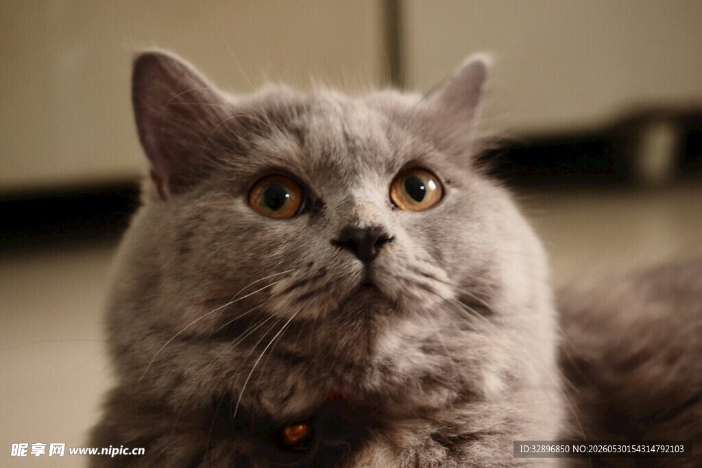 可爱灰猫抬头好奇张望
